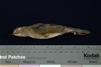 藏品(藍尾鴝)的圖片